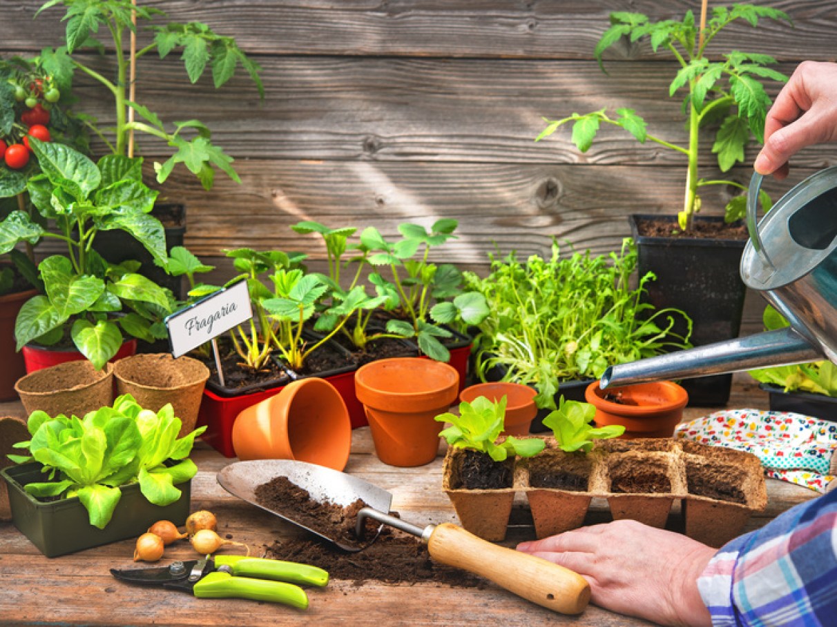 Como Acelerar a Germinação de Sementes Duras: Dicas e Truques