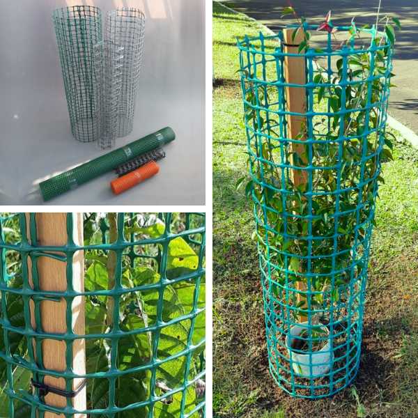 como se tornar um protetor das arvores