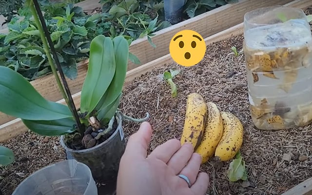 como usar casca de banana como adubo