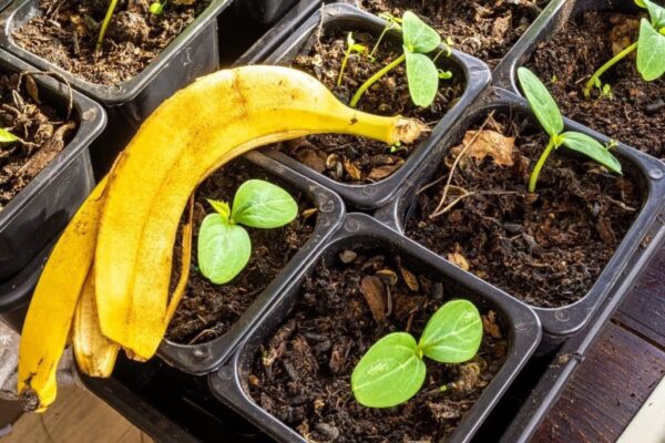 5 Benefícios Surpreendentes da Casca de Banana para suas Plantas