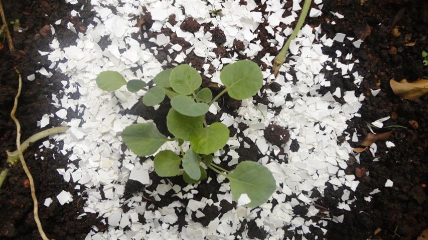 Casca de ovo contra lesmas e caracóis: funciona mesmo?