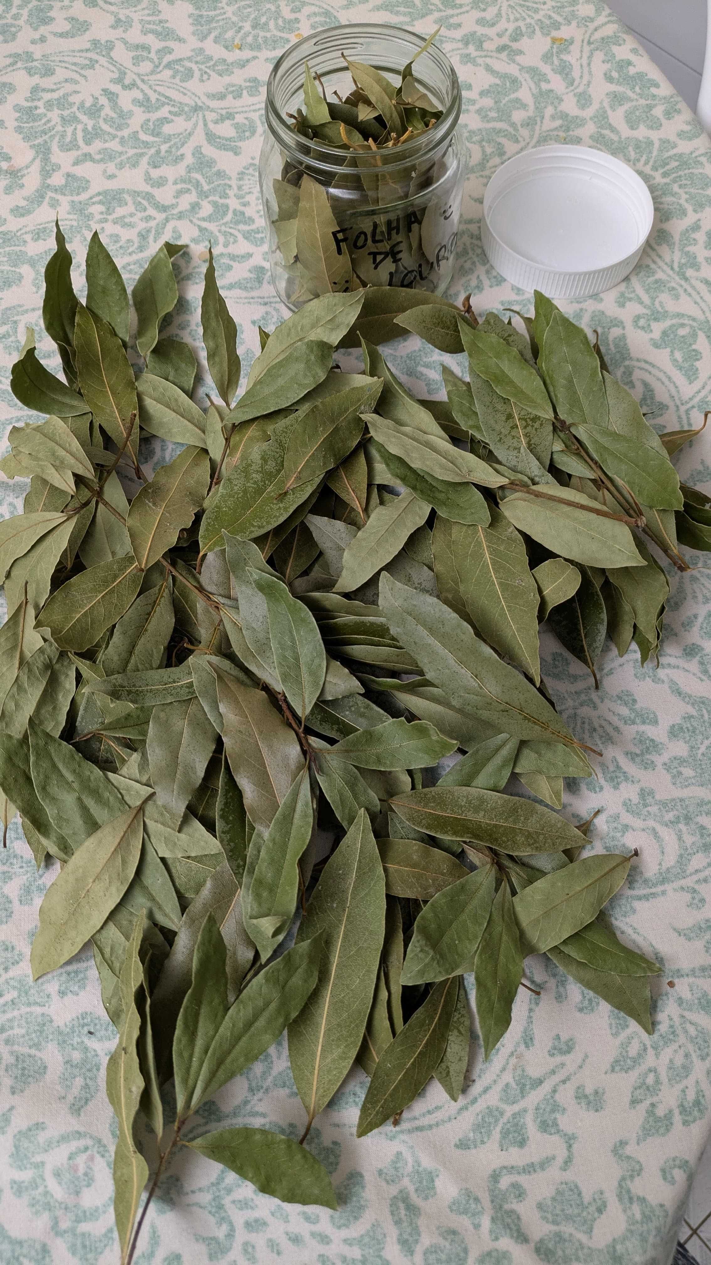 O Poder do Louro na Limpeza Energética