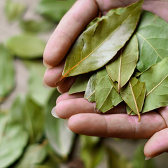 Benefícios do Chá de Louro para a Pele