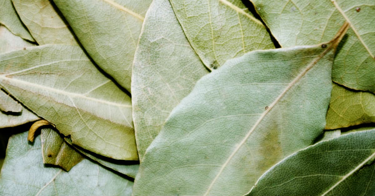 como usar folha de louro seca