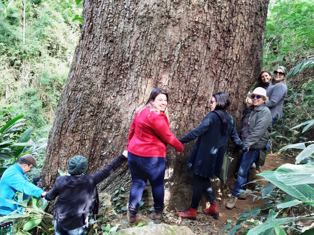 como visitar o jequitibá de carangola