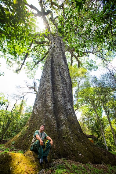 roteiro completo para visitar o jequitibá de carangola