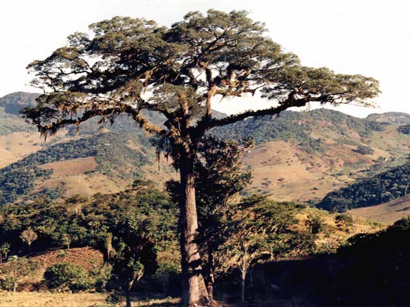 erros comuns ao visitar o jequitibá de carangola