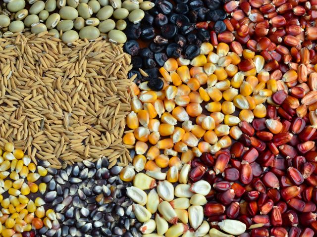 Como identificar sementes crioulas em sua região