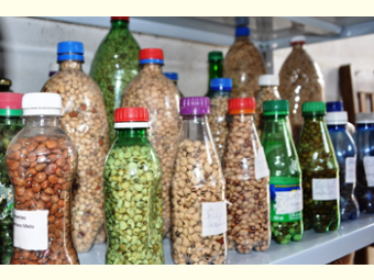 Guia completo de armazenamento doméstico de sementes