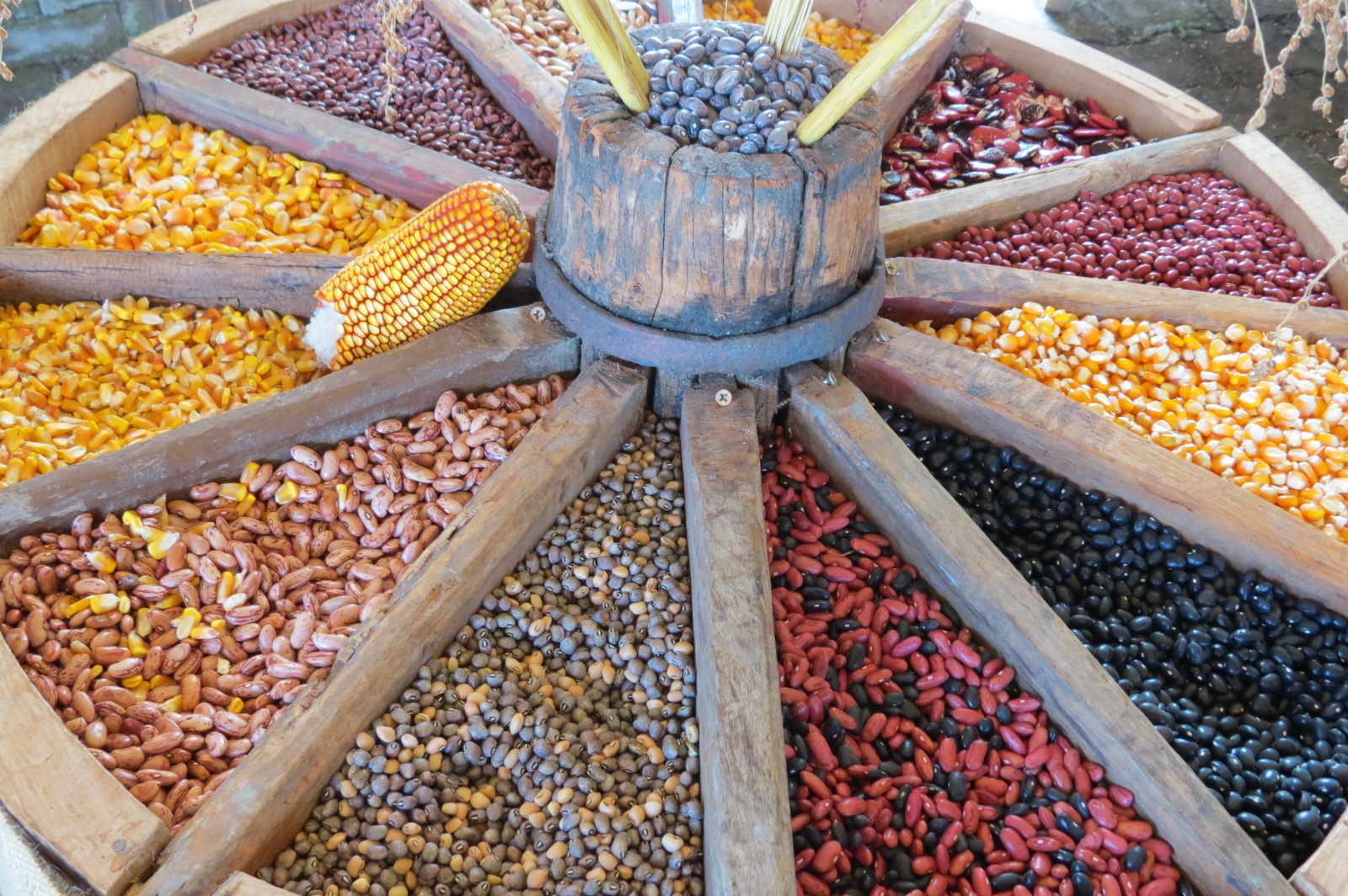 conservação de sementes crioulas