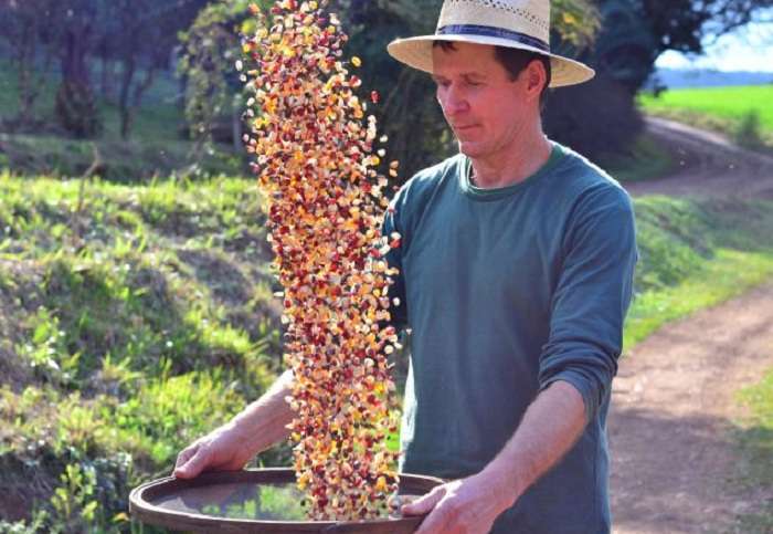 Como identificar sementes crioulas em sua região