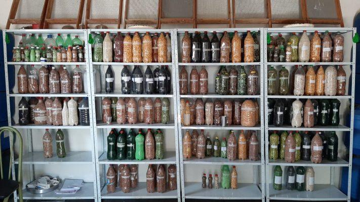 Guia completo de armazenamento doméstico de sementes