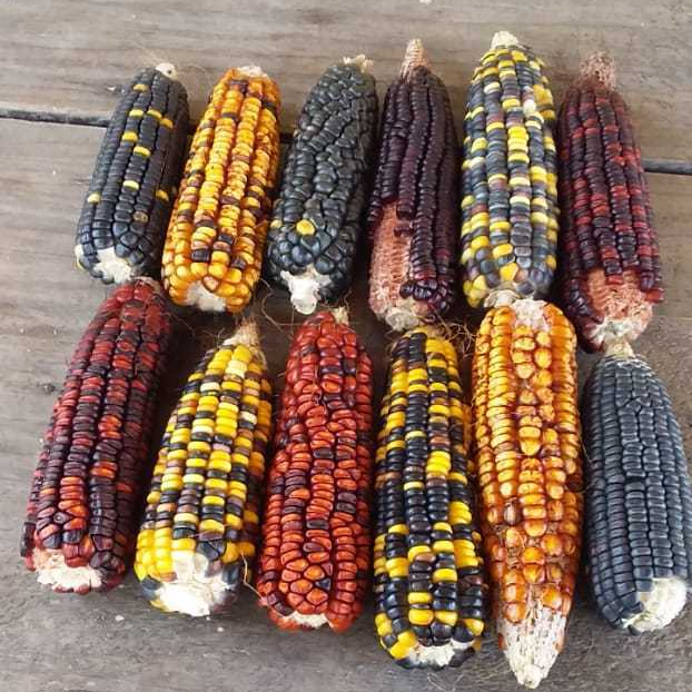 O papel dos guardiões de sementes na preservação da biodiversidade