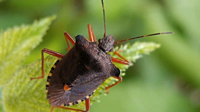 controle de percevejos na horta