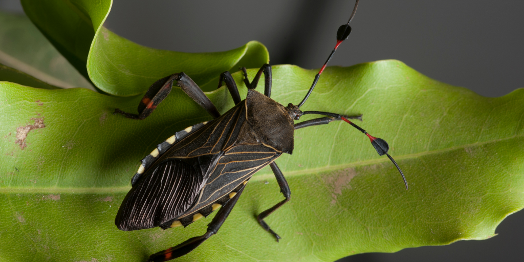 Como Usar o Óleo de Neem para Afastar Pragas