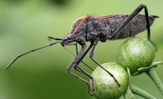 Guia Completo de Plantas Repelentes para sua Horta