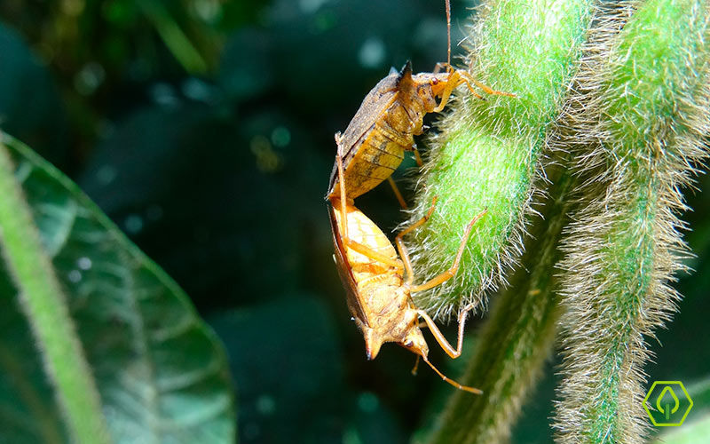 Manejo Integrado de Pragas: Dicas para Hortas Caseiras