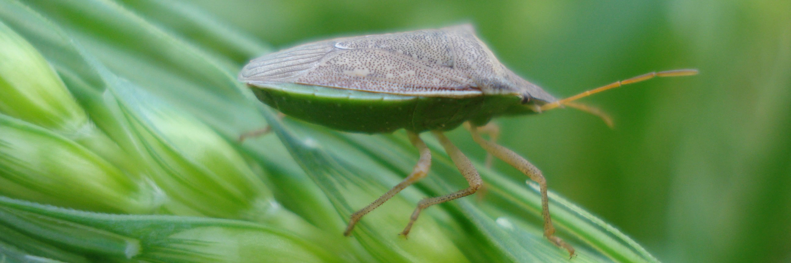 Como Usar o Óleo de Neem para Afastar Pragas
