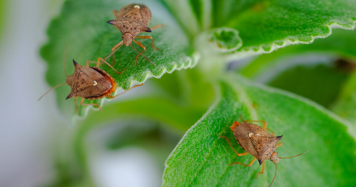 Guia Completo de Plantas Repelentes para sua Horta