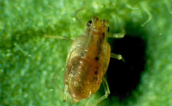 Guia completo sobre lagartas em hortas: prevenção e controle