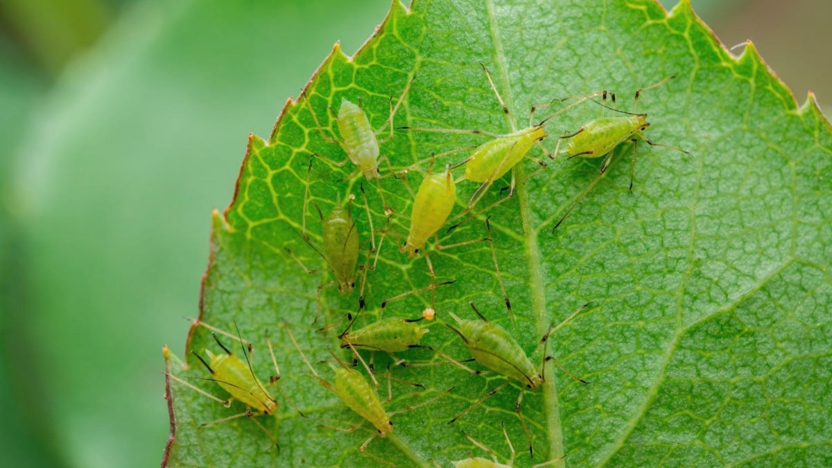 A importância do sabão neutro na jardinagem orgânica