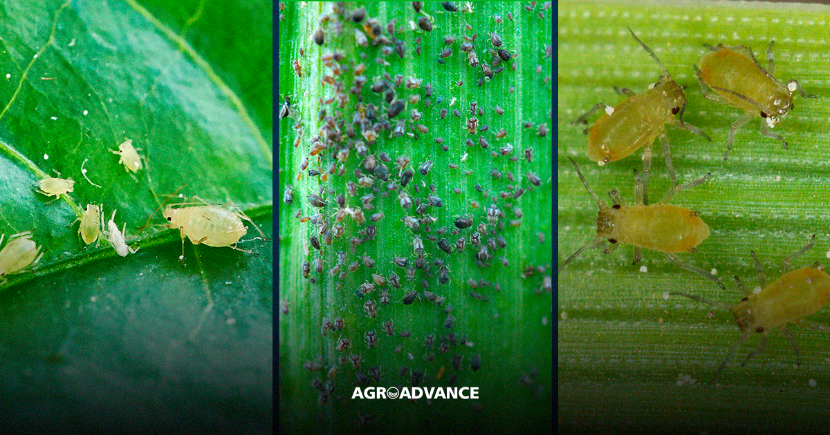 controle de pulgão com fumo