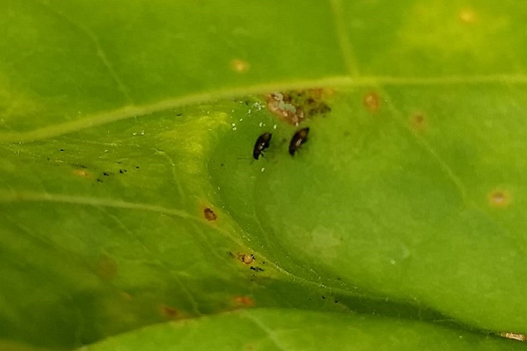 Receitas caseiras de inseticidas para plantas: além da calda de fumo