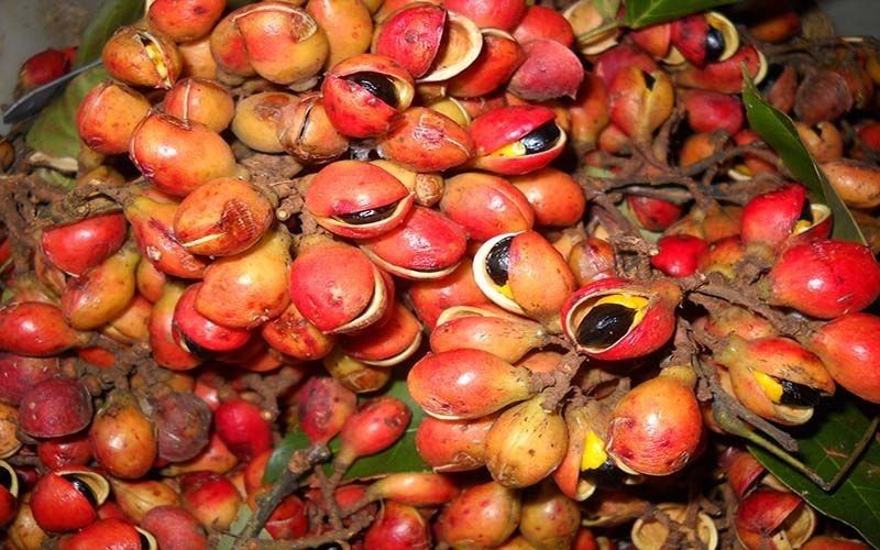 benefícios óleo de copaíba