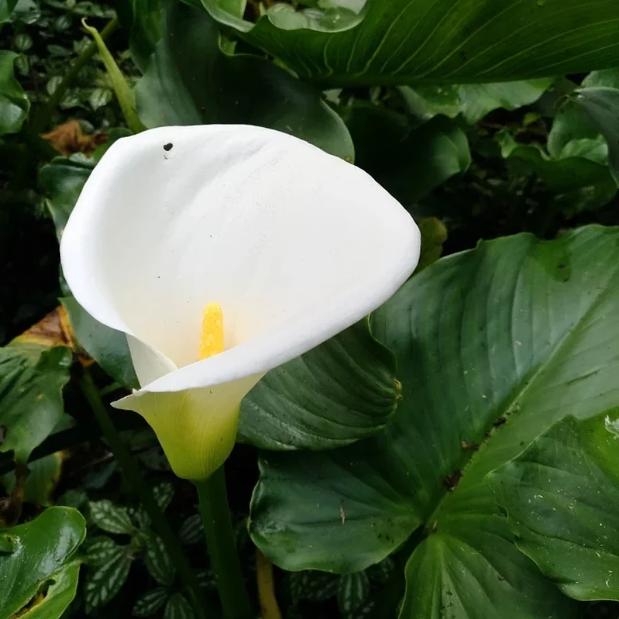 Zantedeschia aethiopica cuidados