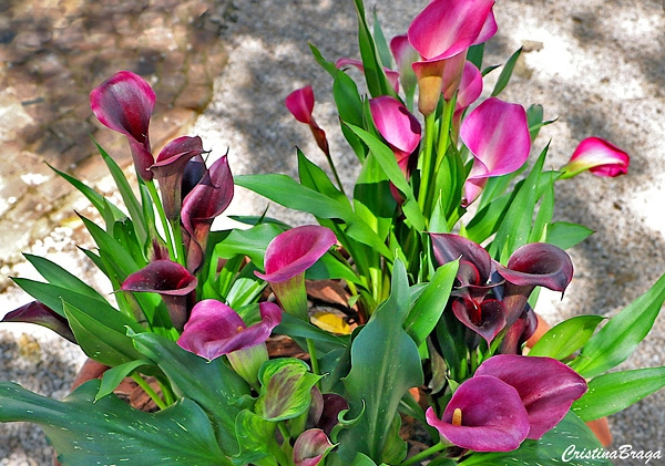 Cultivo copo de leite em vaso