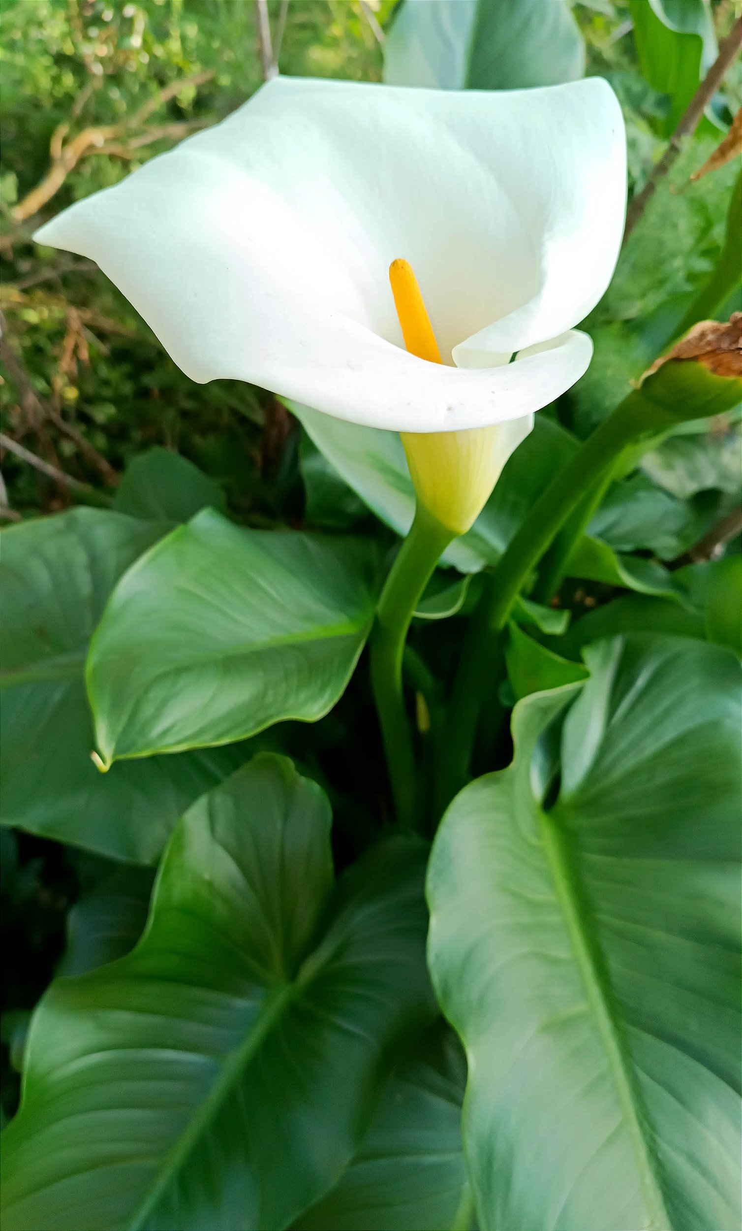 Flor Calla