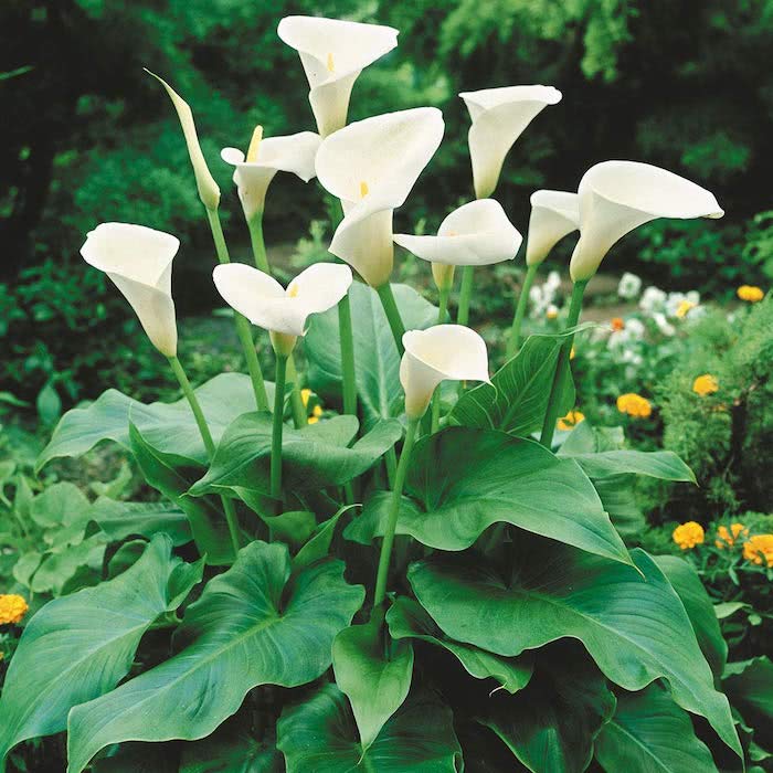 Planta copo de leite tóxica
