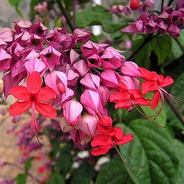 flor coração sangrento
