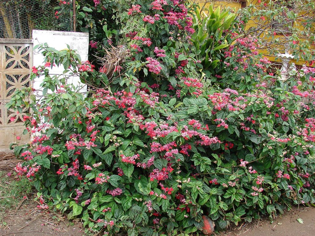 bleeding heart flower