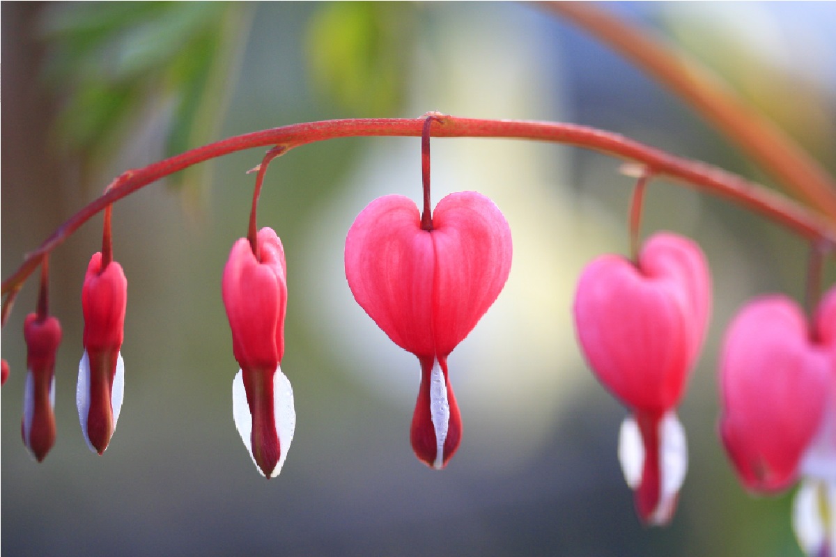 bleeding heart movie