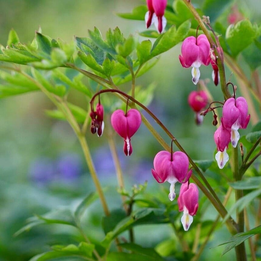 flor coração sangrento