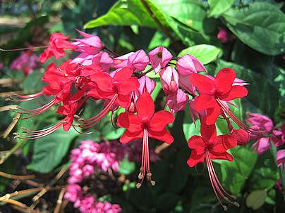 clerodendrum x speciosum
