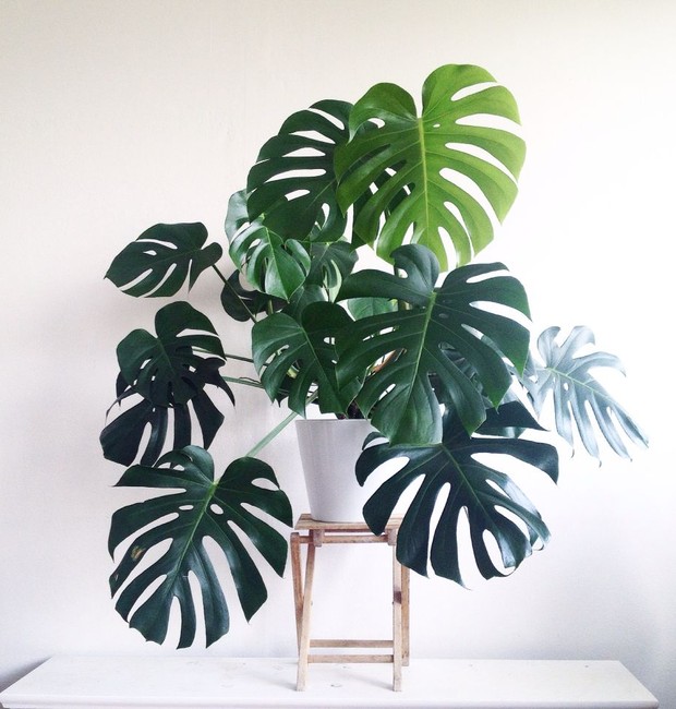 costela de adão como cuidar