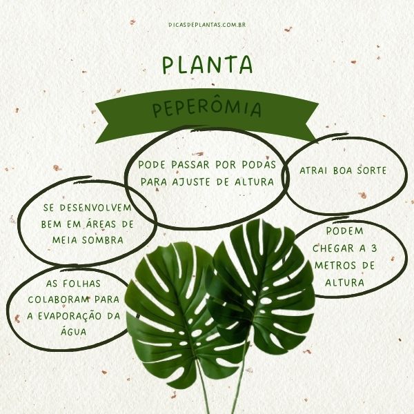 Costela-de-Adão: vaso ideal e como fazer mudas