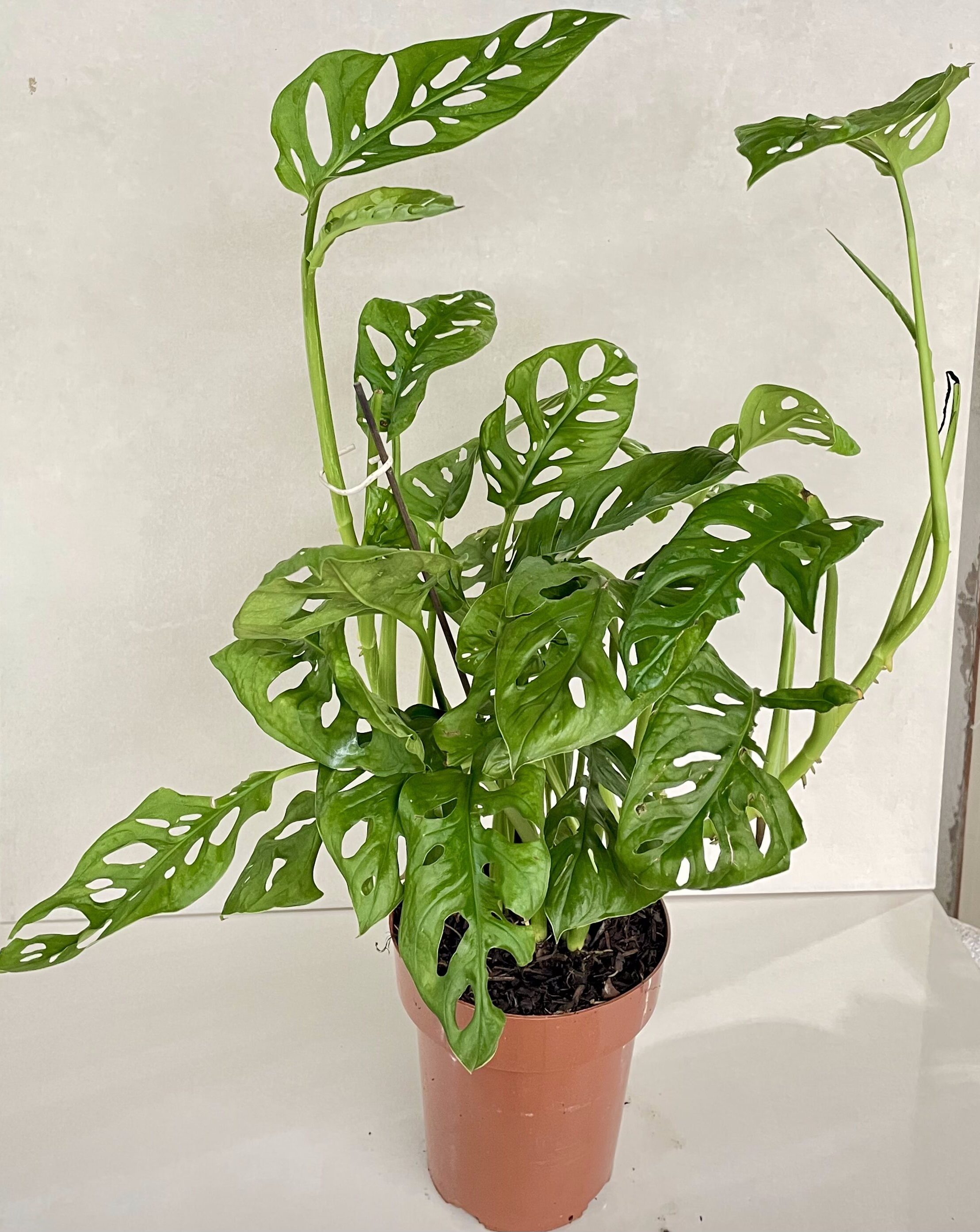 Monstera adansonii cuidados