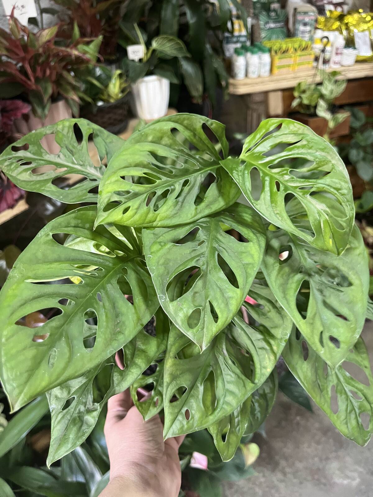 Monstera adansonii propagação