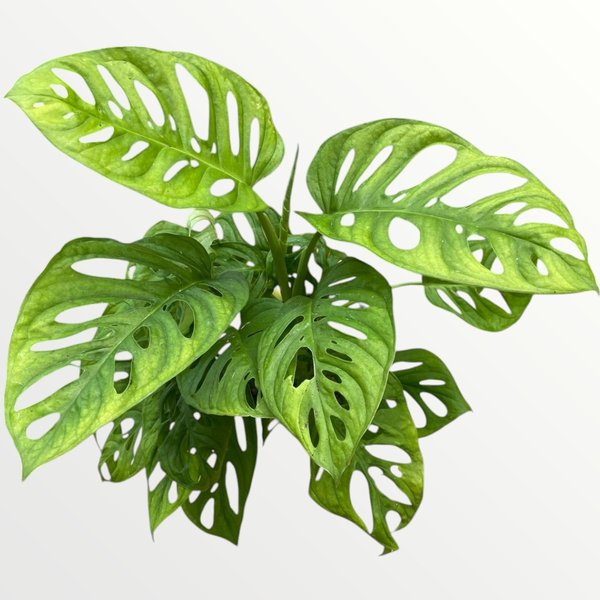 Monstera adansonii preço