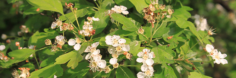 Crataegus oxyacantha