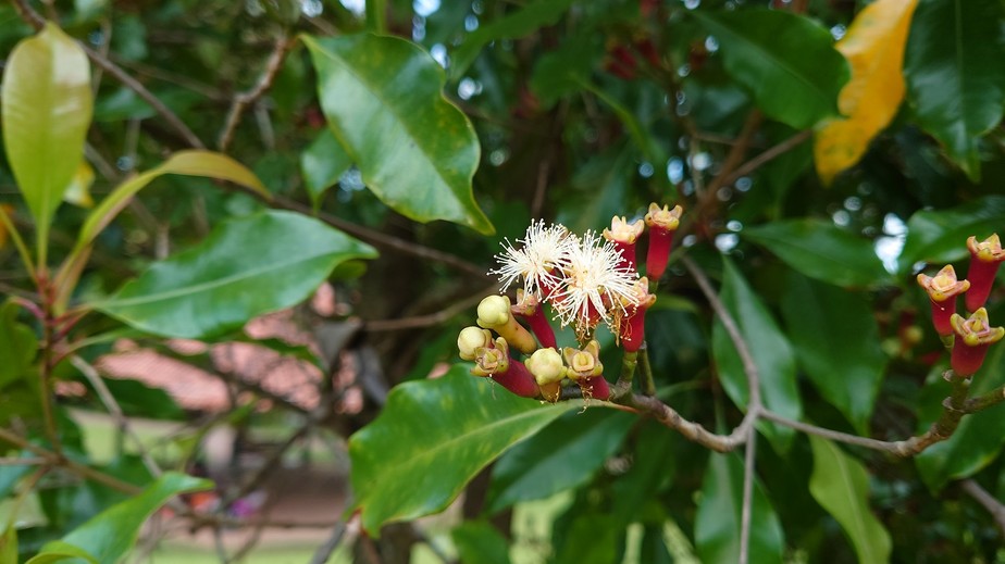 como plantar cravo da índia