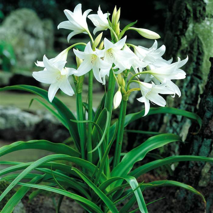 Crino-americano (Crinum americanum)