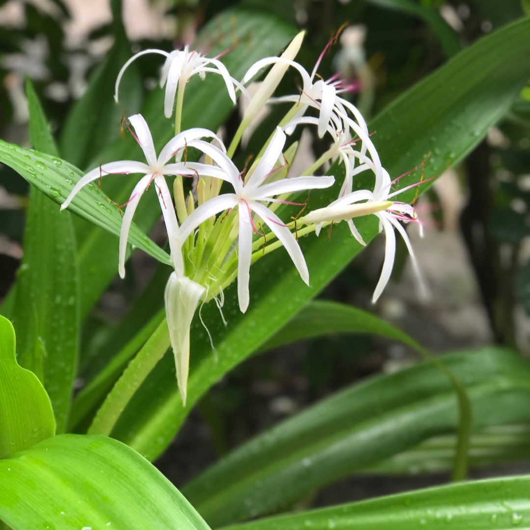 Crinum Powelli Branco