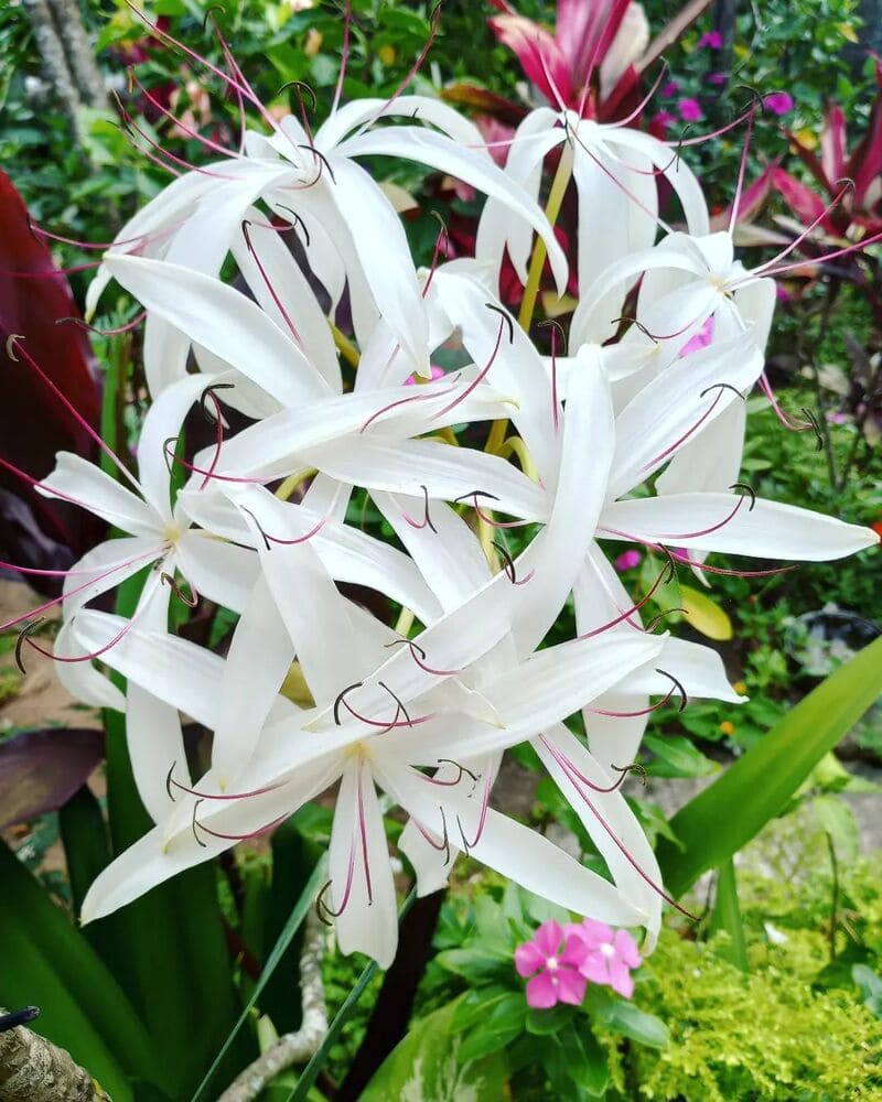 Crino-americano (Crinum americanum)