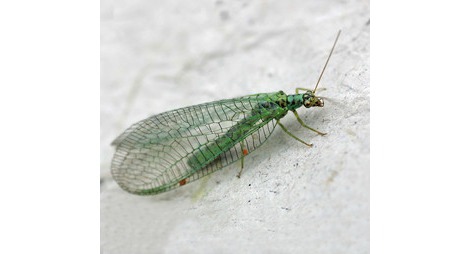 Como identificar os ovos do bicho-lixeiro na sua horta