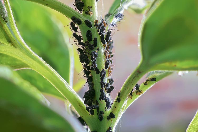 Guia completo: Atraindo crisopídeos para um jardim livre de pragas