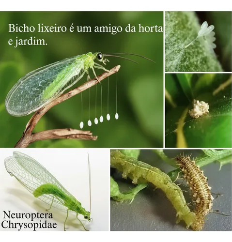 Os 5 principais insetos benéficos para sua horta orgânica